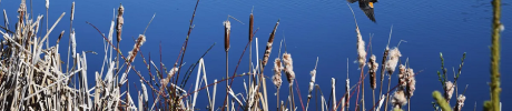 Wastewater Becomes a Wetland Wonder - Western Acres, Prince George, BC