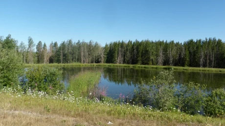 Shelley Lagoon Upgrade